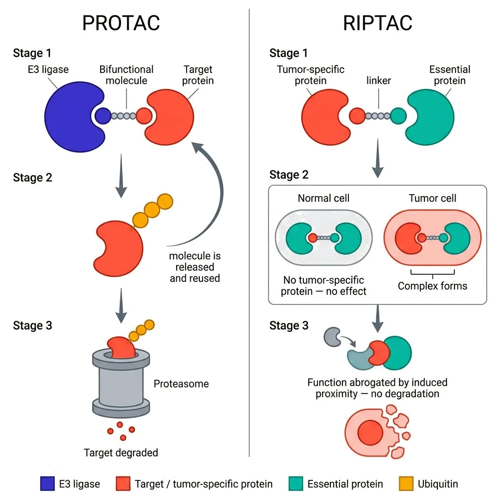 Two approaches side by side. PROTAC: a bifunctional molecule brings
                      an E3 ligase and the target protein together, the target is
                      ubiquitinated and destroyed by the proteasome, and the molecule is
                      released and reused. RIPTAC: a linker holds a tumour-specific
                      protein against an essential protein; in a normal cell the
                      tumour-specific protein is absent so nothing happens, while in a
                      tumour cell the complex forms and the essential protein's function
                      is abrogated by induced proximity, without degradation.